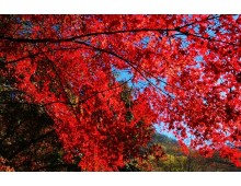 KTX 내장산 단풍 ◈전라별미기행◈ 1박2일(군산*장항*전주*정읍*고창) @전주 시그니처 호텔