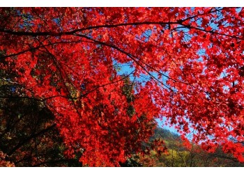 [수서출발] 내장산 단풍 ◈전라별미기행◈ 1박2일(군산*장항*전주*정읍*고창) @전주 시그니처 호텔