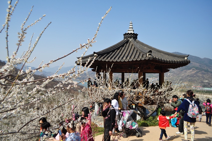 KTX 광양 매화&남원 광한루 기차여행(당일)