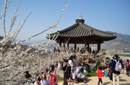 KTX 광양 매화&남원 광한루 기차여행(당일)