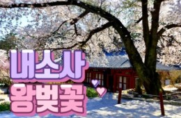 SRT - 변산 내소사 왕벚꽃 & 고창 선운사 동백꽃 여행(당일)