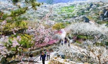 [KTX] 광양 매화꽃 & 쌍계사 십리벚꽃길 봄맞이 기차여행 (당일)