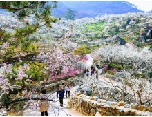 [KTX] 광양 매화꽃 & 쌍계사 십리벚꽃길 봄맞이 기차여행 (당일)