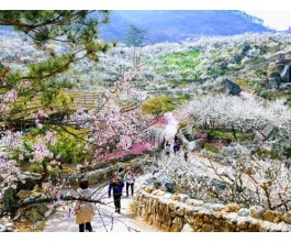 [KTX] 광양 매화꽃 & 쌍계사 십리벚꽃길 봄맞이 기차여행 (당일)