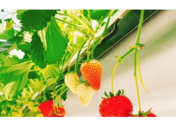 [KTX/새마을] 논산 관촉사 벚꽃 & 탑정호 봄꽃 하루 기차여행 (당일)