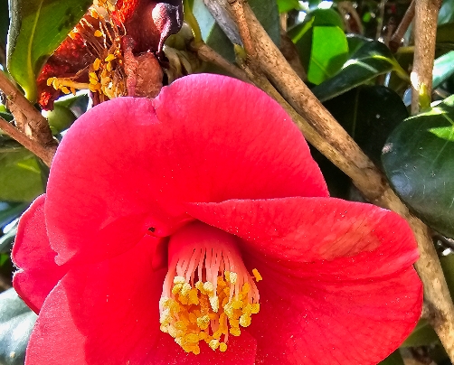 [KTX] 천사의 섬 신안 퍼플교 & 동백꽃 하루 기차여행(당일)