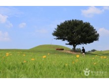 ◆가을맞이◆[KTX-당일]떠나자 피크닉! 함안 악양생태공원 핑크뮬리+말이산고분군