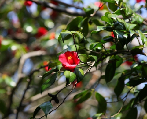 [KTX] 여수 오동도 동백꽃&해상 케이블카 알찬 기차여행(당일)