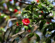 [KTX] 여수 오동도 동백꽃&해상 케이블카 알찬 기차여행(당일)