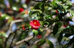 [KTX] 여수 오동도 동백꽃&해상 케이블카 알찬 기차여행(당일)