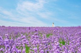SRT- 보랏빛 꽃천지!! 정읍 허브원 라벤더꽃 & 담양죽녹원 & 메타세콰이어 여행(당일)