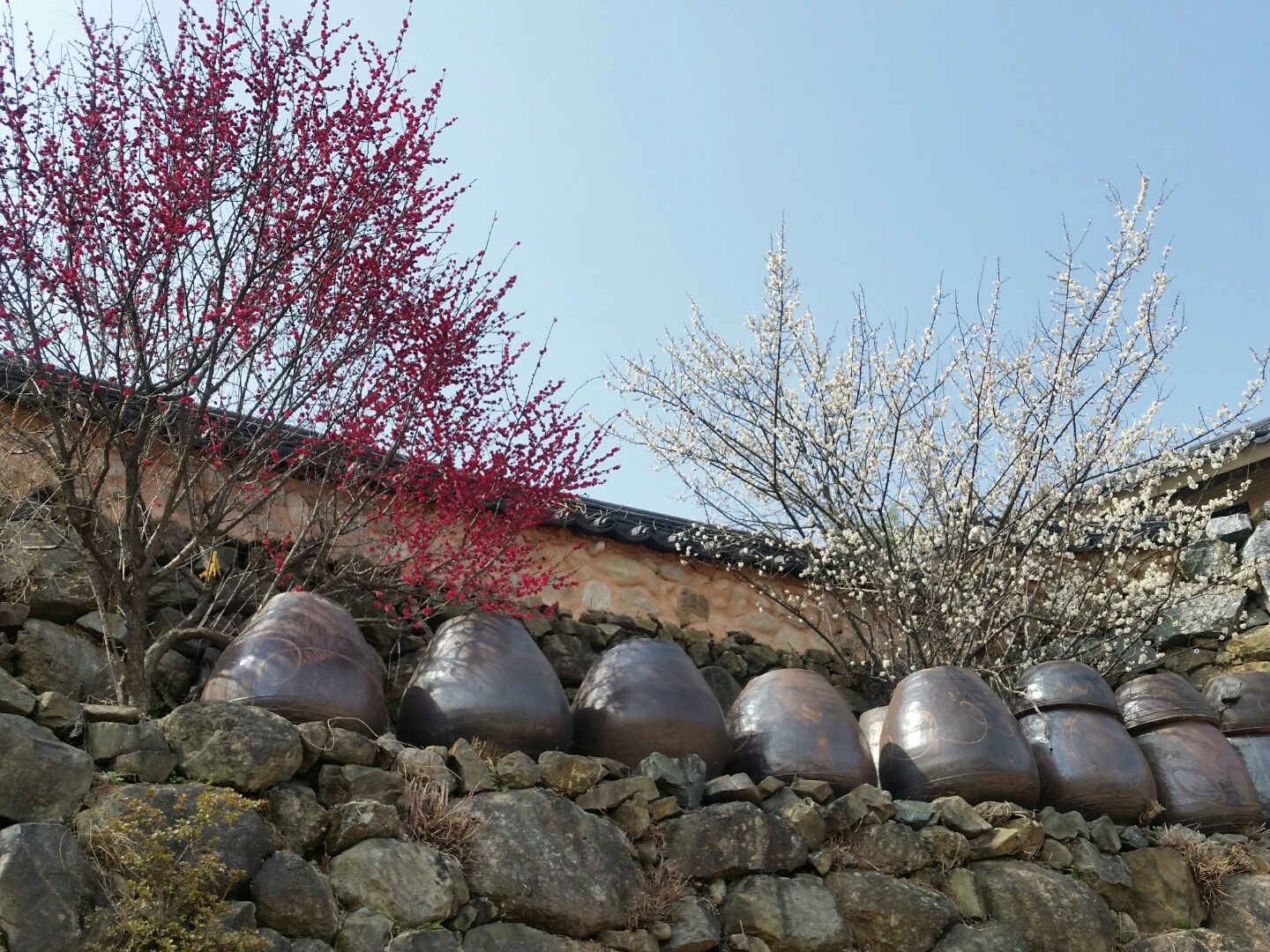 KTX- 광양 매화마을 & 남원 명소 기차여행(당일)