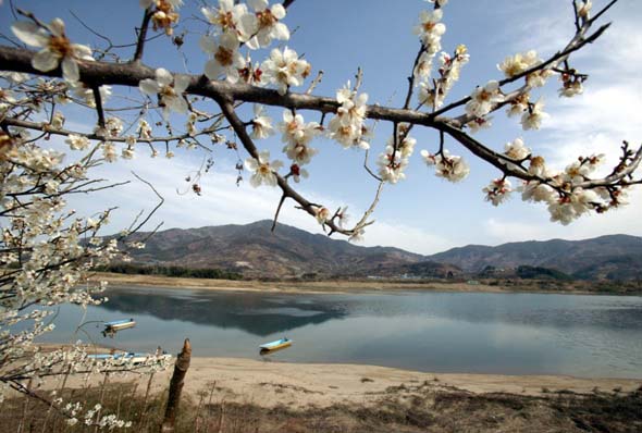 KTX - 섬진강 매화꽃 & 여수 해상케이블카 & 이사부크루즈 & 곡성기차마을 여행(1박2일)