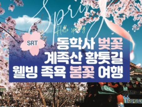 SRT - 계룡산 동학사 벚꽃 & 계족산 황톳길 & 웰빙 족욕 봄꽃여행(당일)