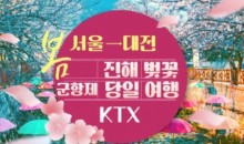 KTX - 환상의 진해벚꽃 & 군항제 여행 (당일) - 왕복 대전역
