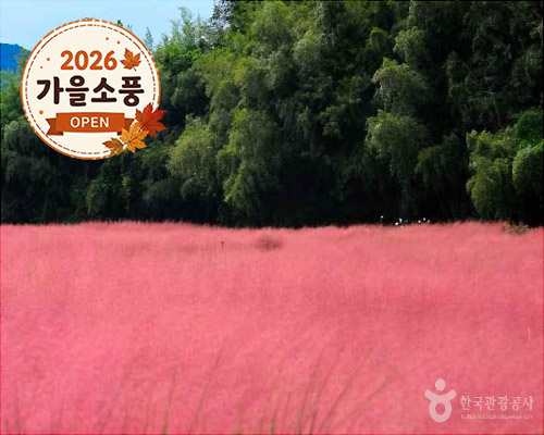 ◆가을맞이◆[KTX-당일](1식제공)핑크뮬리 청농원+선운사