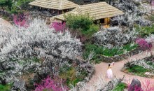 ♥봄꽃♥[KTX-1박]♠호텔♠봄의 전령사! 광양 매화마을+보리암+순천만