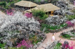 ♥봄꽃♥[KTX-1박]♠호텔♠봄의 전령사! 광양 매화마을+보리암+순천만