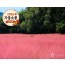 ◆가을맞이◆[KTX-당일](1식제공)핑크뮬리 청농원+선운사