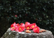 [KTX] 강진 백련사 동백꽃 & 미식 하루 기차여행 (당일)