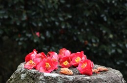 [KTX] 강진 백련사 동백꽃 & 미식 하루 기차여행 (당일)