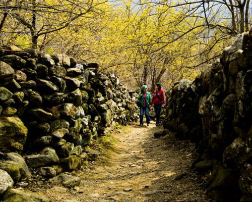 ♥봄꽃♥[KTX+버스]노오랑 꽃물결 구례 산수유 마을+화엄사