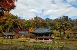 11월 1일 울진 불영사 단풍 / 왕피천 케이블카 / 죽변항