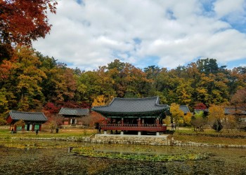 11월 1일 울진 불영사 단풍 / 왕피천 케이블카 / 죽변항