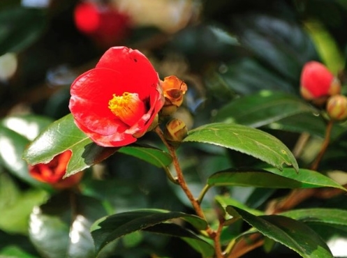 [KTX] 땅끝마을 해남 미황사 애기동백꽃 기차여행(당일)