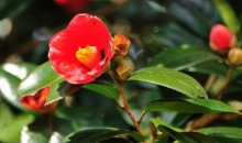 [KTX] 땅끝마을 해남 미황사 애기동백꽃 기차여행(당일)