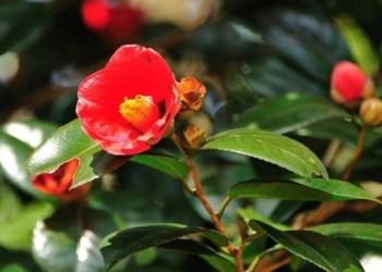 [KTX] 땅끝마을 해남 미황사 애기동백꽃 기차여행(당일)