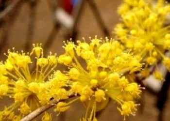 (동대구역출발) KTX - 봄꽃의 전령사! 섬진강매화꽃 & 구례 산수유꽃 여행(당일)