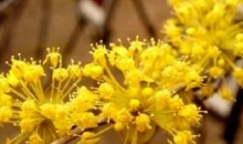 (수원역출발) ITX-새마을 - 봄꽃의 전령사! 섬진강매화꽃 & 구례 산수유꽃 여행(당일)