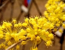 (수원역출발) ITX-새마을 - 봄꽃의 전령사! 섬진강매화꽃 & 구례 산수유꽃 여행(당일)