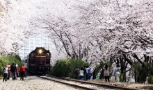 KTX- 진해군항제 기차여행(당일)-06:03 출발