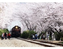 KTX- 진해군항제 기차여행(당일)-06:03 출발