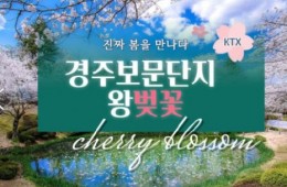 KTX - 경주 보문단지 왕벚꽃 & 부산 명소 탐방 & 해운대 해변열차 & 태종대 여행 (1박2일)