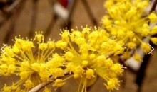 KTX - 봄꽃의 전령사! 섬진강 매화꽃 & 구례 산수유꽃 여행 (당일)