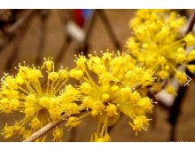 KTX - 봄꽃의 전령사! 섬진강 매화꽃 & 구례 산수유꽃 여행 (당일)