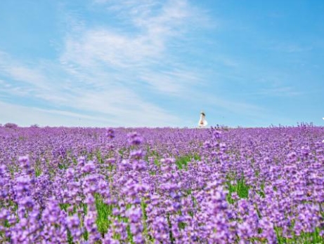 (수원출발)새마을호 - 보랏빛 꽃천지!! 정읍 허브원 라벤더꽃 & 담양죽녹원 & 메타세콰이어 여행(당일)