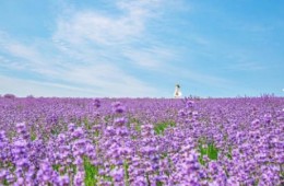 (수원출발)새마을호 - 보랏빛 꽃천지!! 정읍 허브원 라벤더꽃 & 담양죽녹원 & 메타세콰이어 여행(당일)