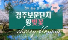SRT - 경주 보문단지 왕벚꽃 & 부산명소 & 태종대 여행(1박2일)