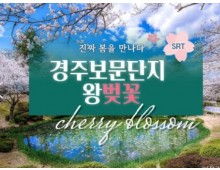 SRT - 경주 보문단지 왕벚꽃 & 부산명소 & 태종대 여행(1박2일)