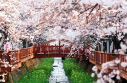 [KTX] 벚꽃의 정석! 진해 벚꽃 하루 기차여행 (당일)