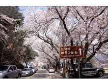 KTX- 하동 십리벚꽃길+화개장터 & 남원 명소 기차여행(당일)