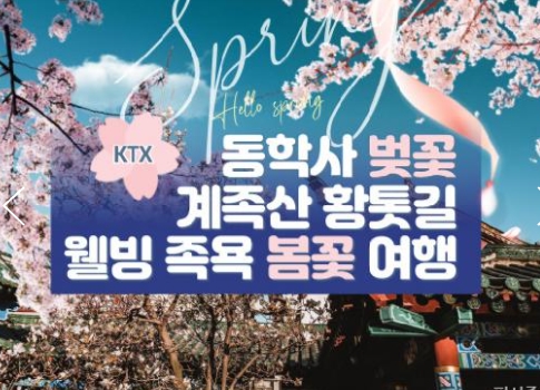 KTX - 계룡산 동학사 벚꽃 & 계족산 황톳길 & 웰빙 족욕 봄꽃여행(당일)