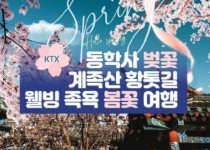 KTX - 계룡산 동학사 벚꽃 & 계족산 황톳길 & 웰빙 족욕 봄꽃여행(당일)