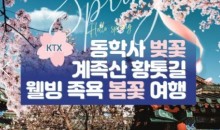 KTX - 계룡산 동학사 벚꽃 & 계족산 황톳길 & 웰빙 족욕 봄꽃여행(당일)