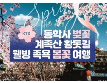 KTX - 계룡산 동학사 벚꽃 & 계족산 황톳길 & 웰빙 족욕 봄꽃여행(당일)