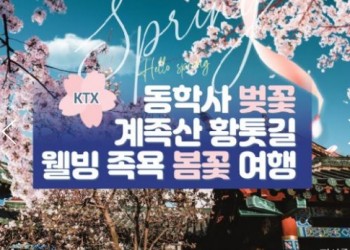 KTX - 계룡산 동학사 벚꽃 & 계족산 황톳길 & 웰빙 족욕 봄꽃여행(당일)